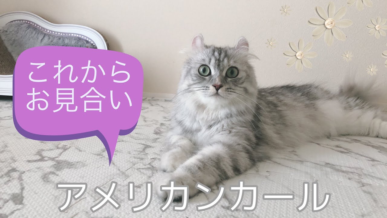 【アメリカンカール】これからお見合いをします♪