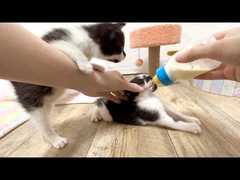 ミルクの順番が待ち遠しい子猫 生後31日【お盆3兄妹#21】Kitten waiting for her turn for milk.