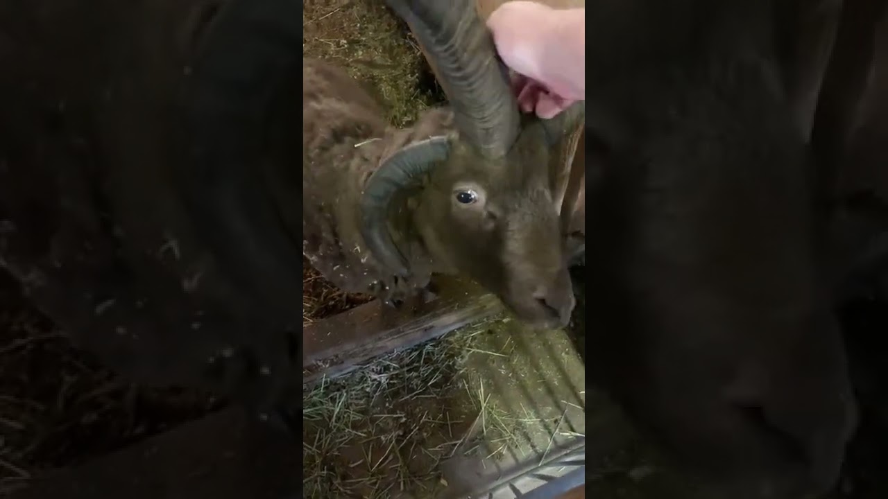 レアシープ マンクスロフタンを撫でる【まかいの牧場】