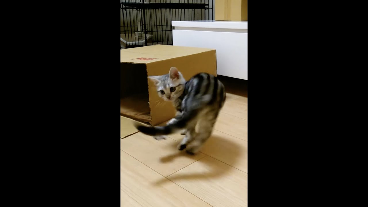 回転しすぎる子猫【アメリカンショートヘアー】 #shorts #こねこ #アメショー