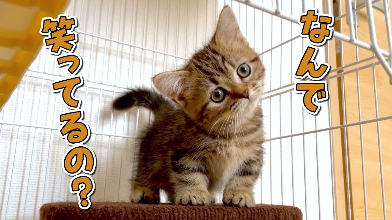 風邪から完全復活した子猫が無邪気でかわいい！【マンチカン】