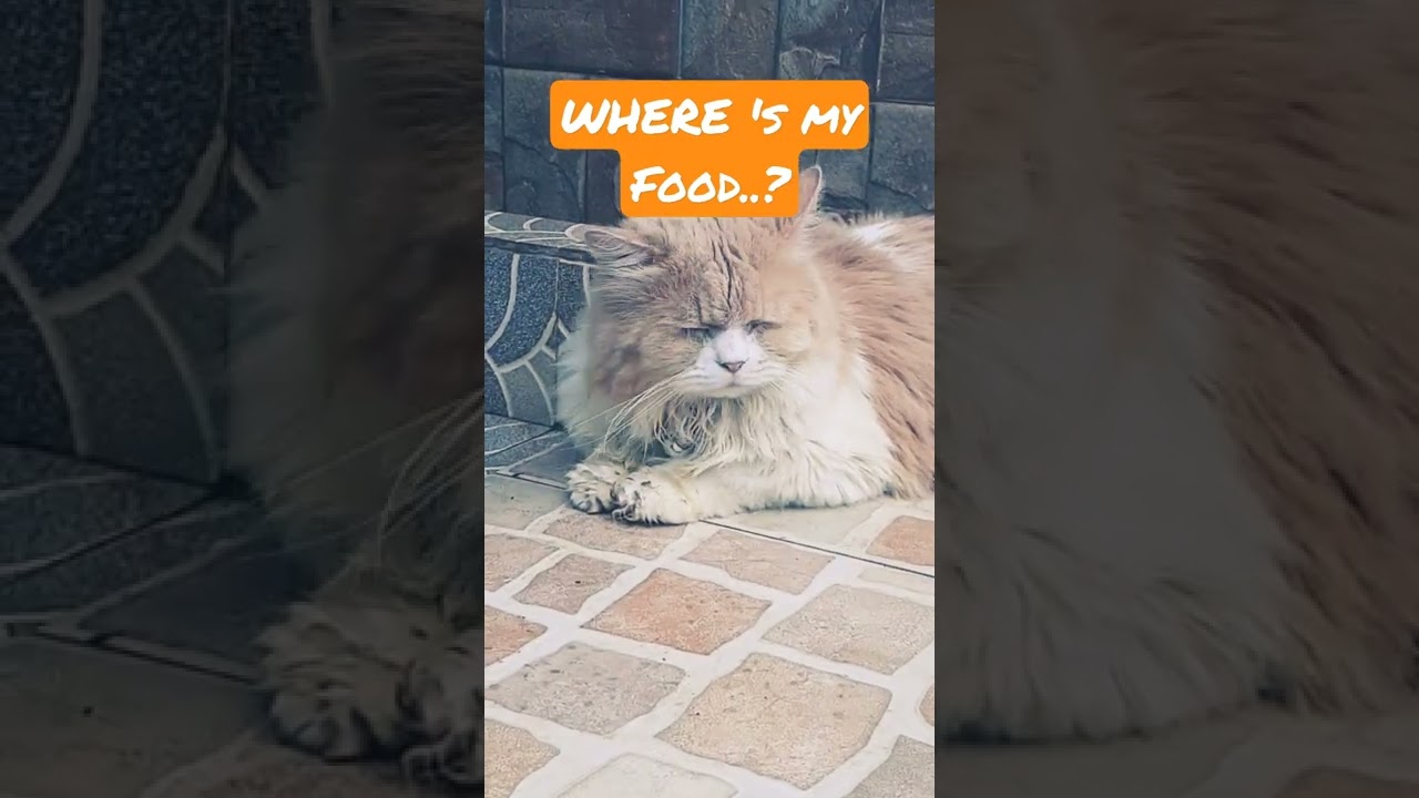 BROWN CAT WITH YELLOW EYES (Hungry)