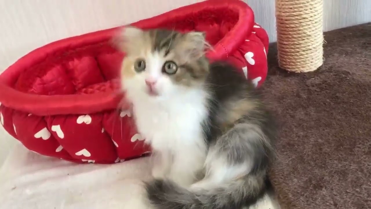 スコティッシュフォールド ふわふわロングヘアー❤️（ブラウンパッチドタビー&ホワイト）