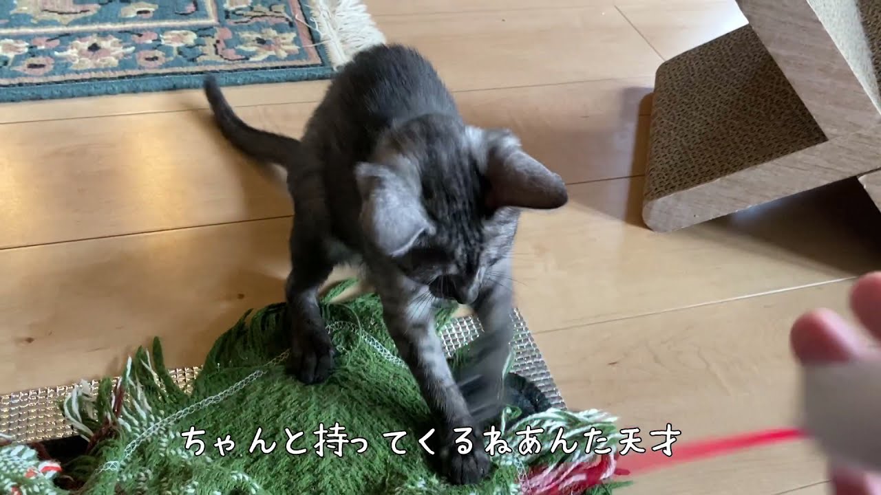 おもちゃを持ってくる仔猫【エジプシャンマウ】