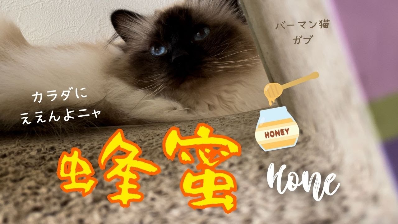 栄養たっぷりやニャ【蜂蜜】Honey（バーマン猫）Birman/Cat
