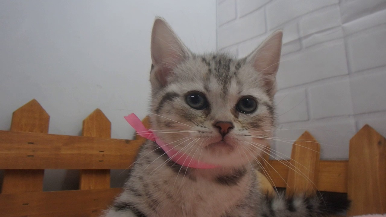 339405 オシキャット