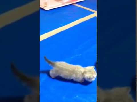 キンカロー子猫、生後3週間