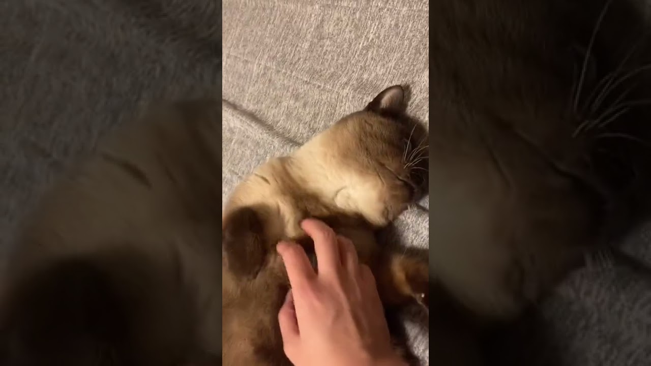 かまってちゃんなシャム猫