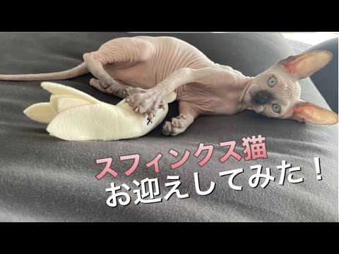スフィンクス猫をお迎えしてみた！