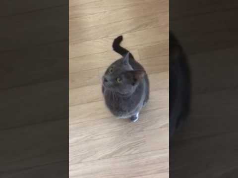 Chatty Horton our 7yr old Korat cat