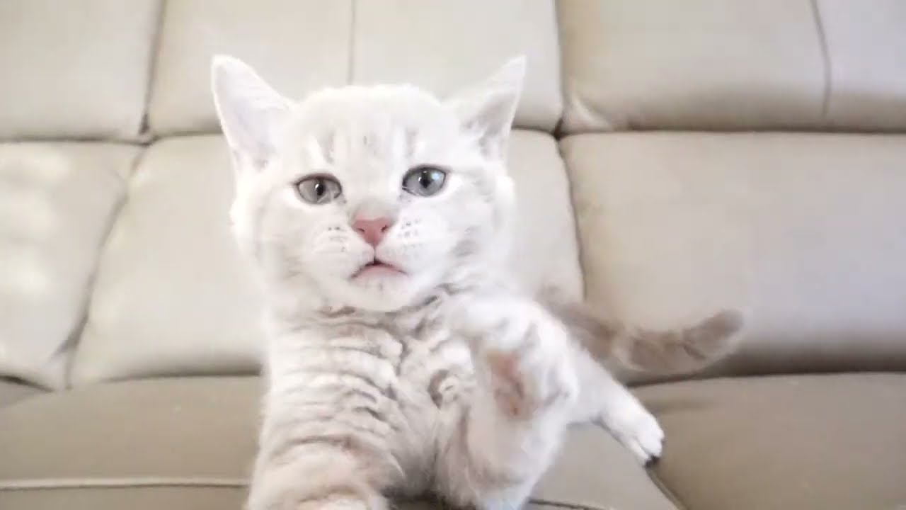 セルカークレックス子猫　2022.9.30産まれ 　クリーム　女の子　シーダキャット猫のお店　Selkirk Rex