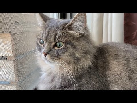 サイベリアン１歳のモーニングルーティーンが可愛い