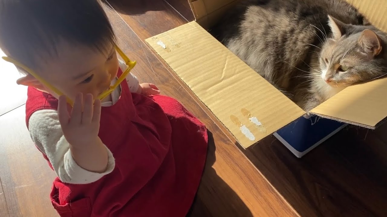 子供から触られても段ボールにいたい猫　ノルウェージャン　ラガマフィンA cat that wants to stay in cardboard even if a child touches it.