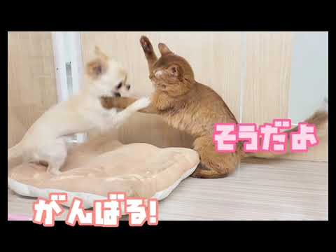 [チワワ&ソマリ]ふたりはなかよし