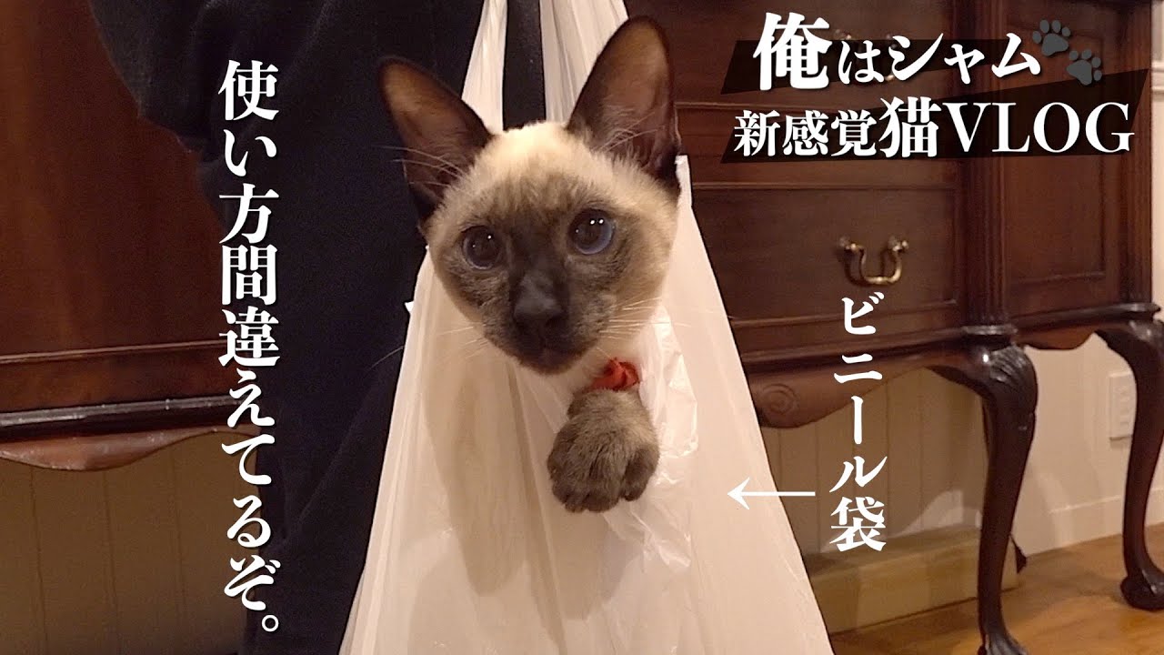 シャム猫とビニール袋｜俺の遊びシリーズ - Cat and Plastic bag