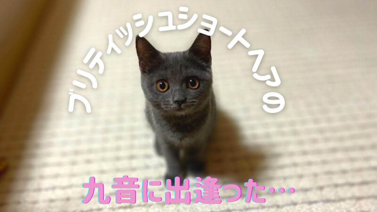 【お迎え初日】ブリティッシュショートヘアの子猫をお迎え。ハチワレ猫に妹ができました。