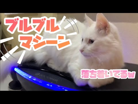 【ブルブルマシーン】ターキッシュアンゴラとノルウェージャンフォレストキャットのダイエット動画w