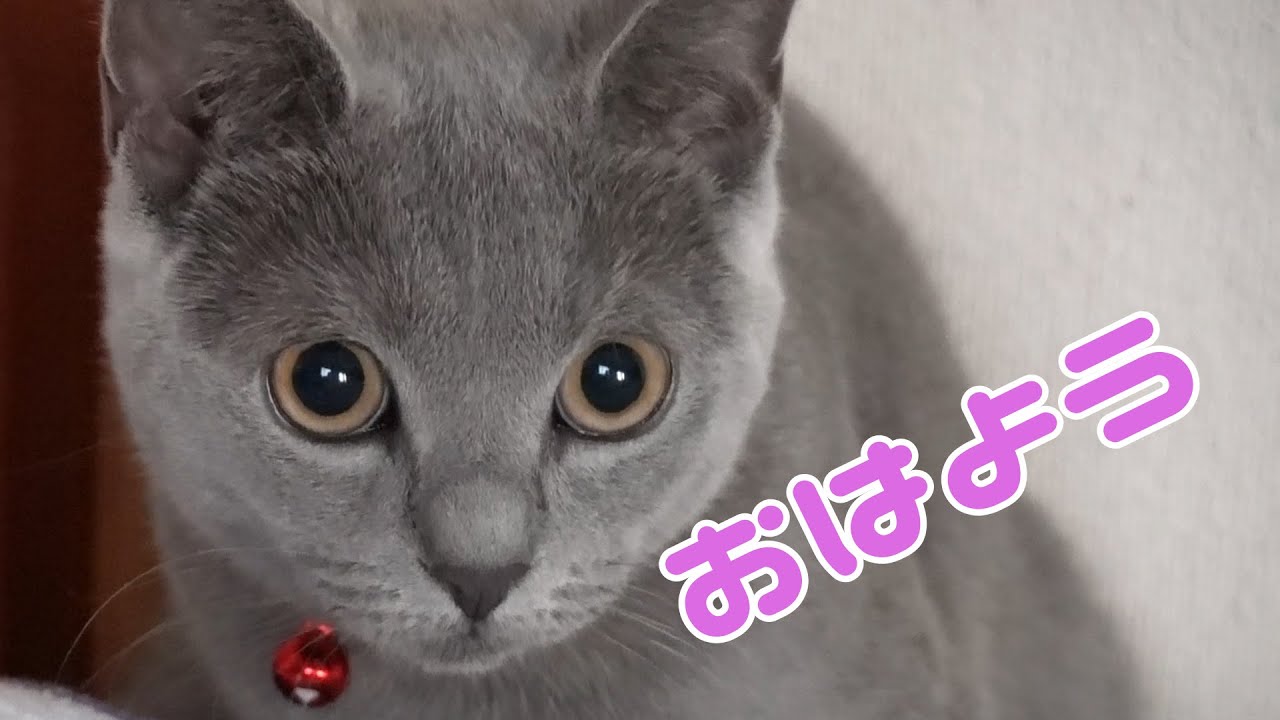 朝から遊んで欲しいシャルトリューの猫が可愛いすぎて癒される。          【シャルトリュー】