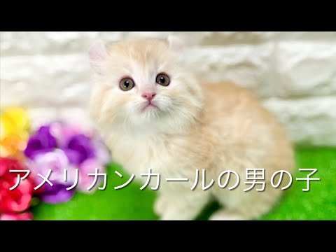 アメリカンカールの子猫　（中之島）