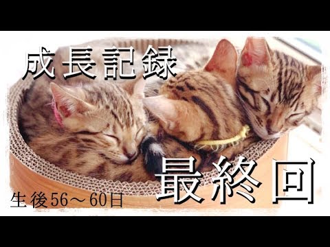 【成長記録最終回】ベンガル猫ベルの子猫の生後56〜60日