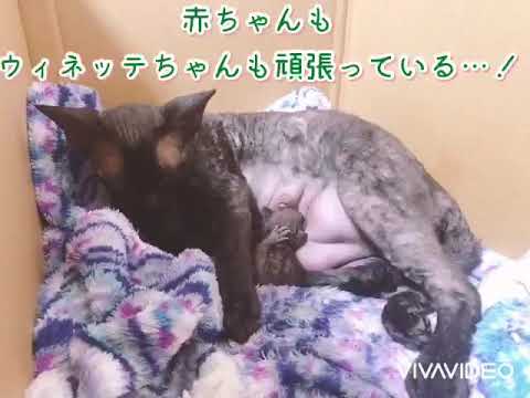 デボンレックス ウィネッテちゃんの出産