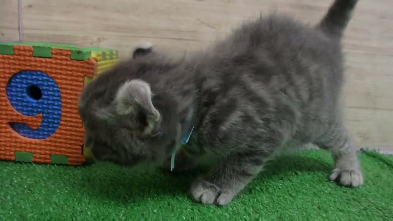 Coo&RIKU　No00566734 アメリカンカール