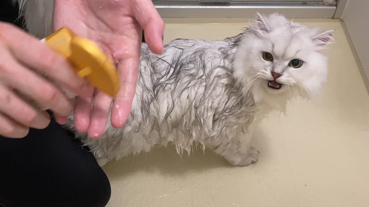 初めてのシャンプーが嫌すぎたペルシャ猫