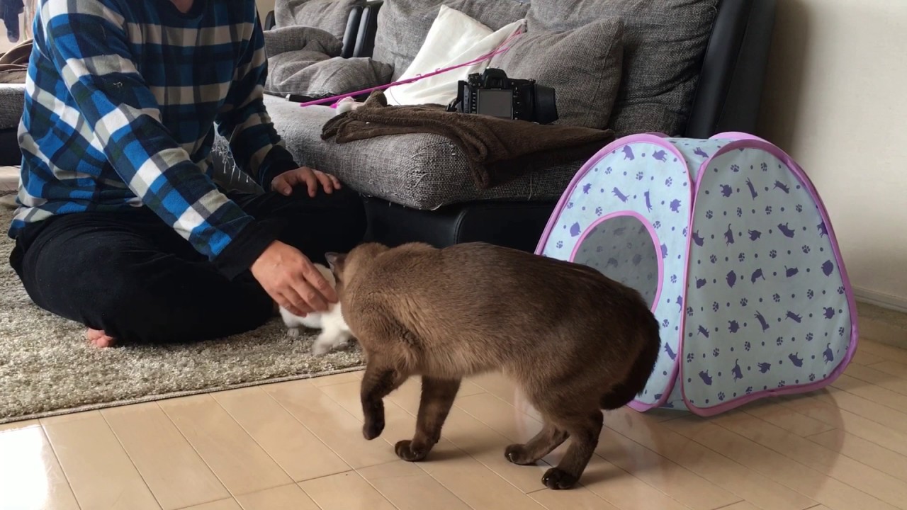 トンキニーズのメル＆カール〜多頭飼いって最初は難しい（同居2日目）