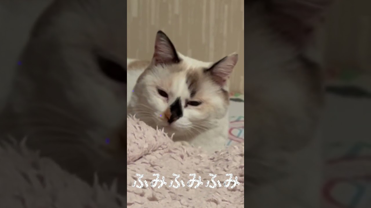【保護猫】ふみふみふみ 【野良猫】