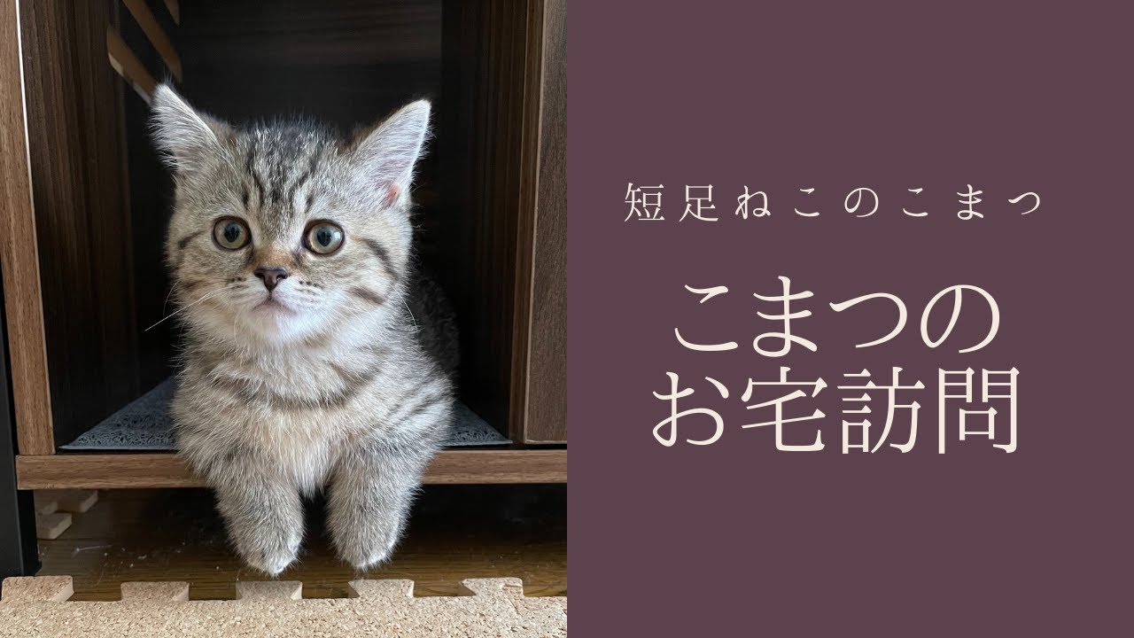【短足仔猫】こまつちゃんのお宅に突撃訪問【ルームツアー？】#Shorts