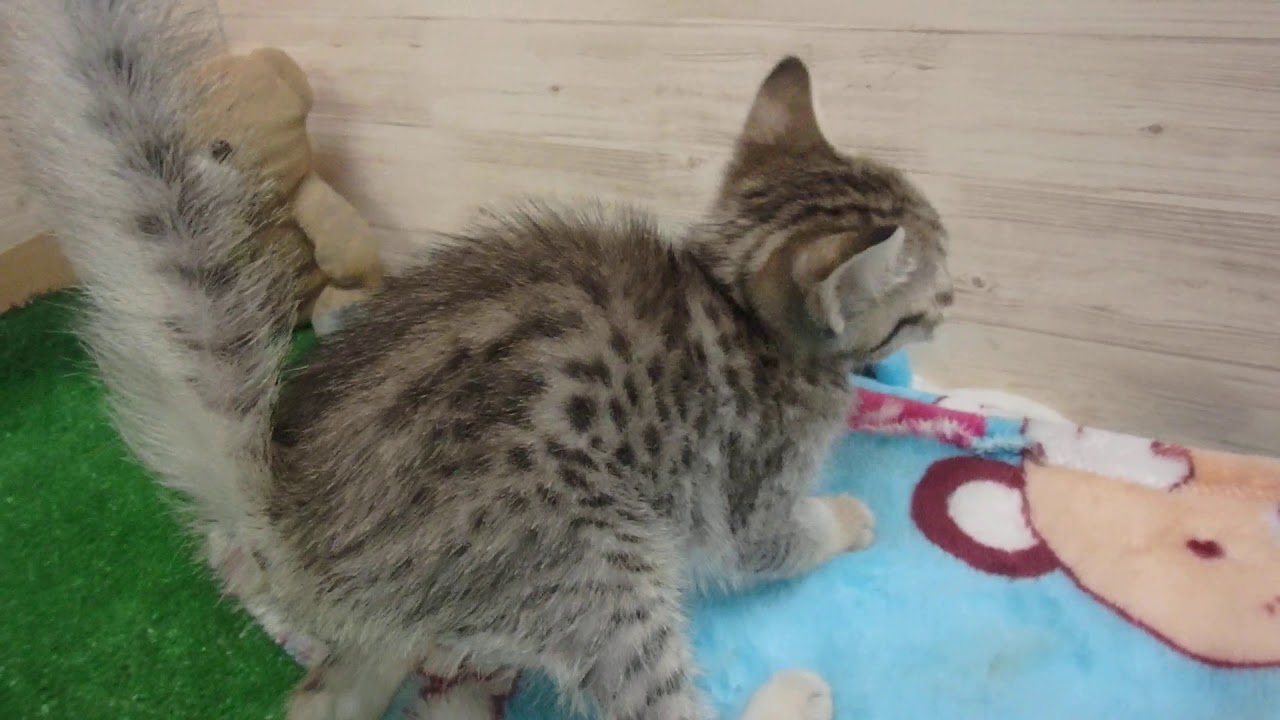 00471493 エジプシャンマウ