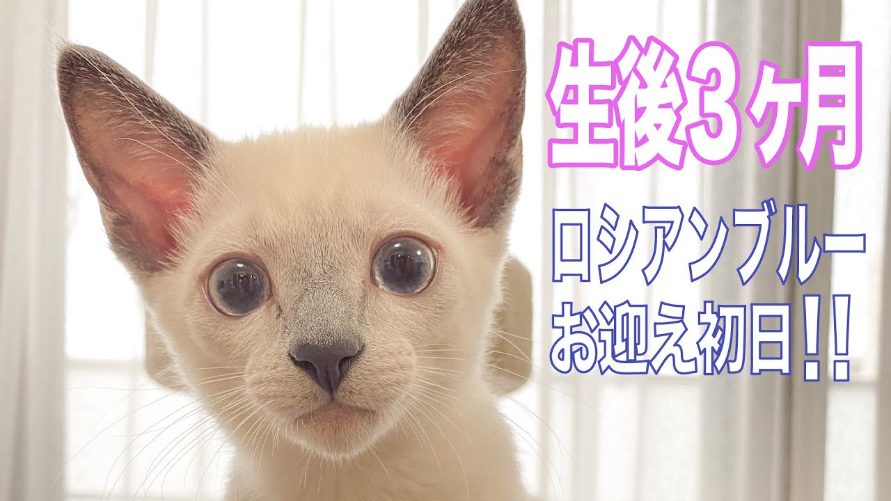 生後3ヶ月のロシアンブルーの仔猫をお迎えしました
