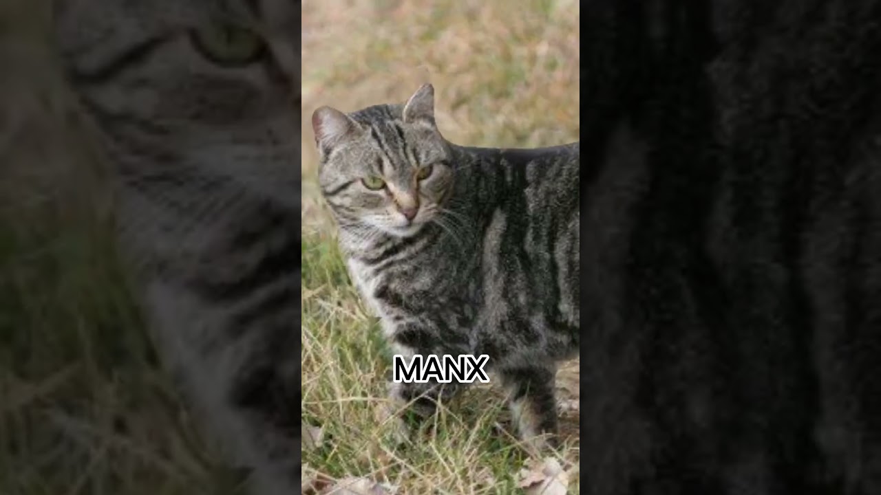 MANX 😻 #animals #cats #shorts