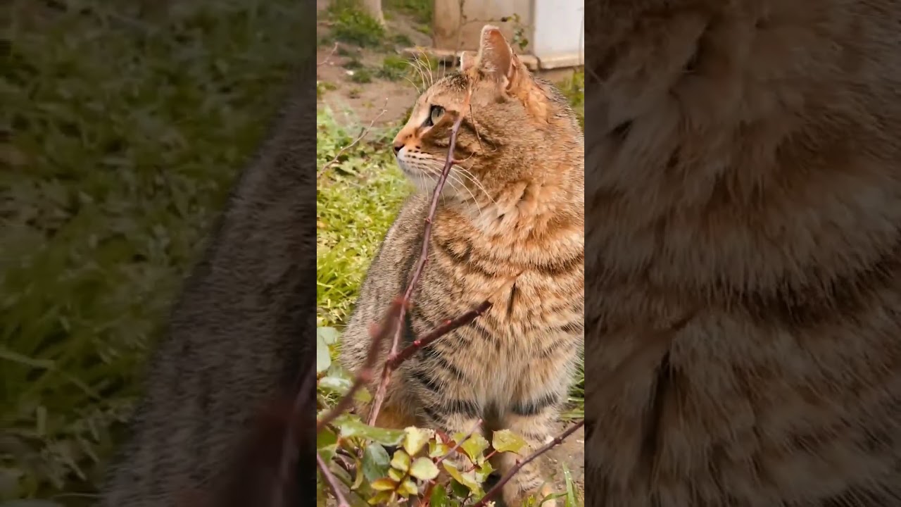 Cute Brown Cat Short Video🤎🤎 | Cat Videos | Cute Brown Cat Videos | Cat's Hub #catshorts #shorts