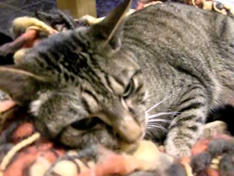 オシキャットの入眠儀式