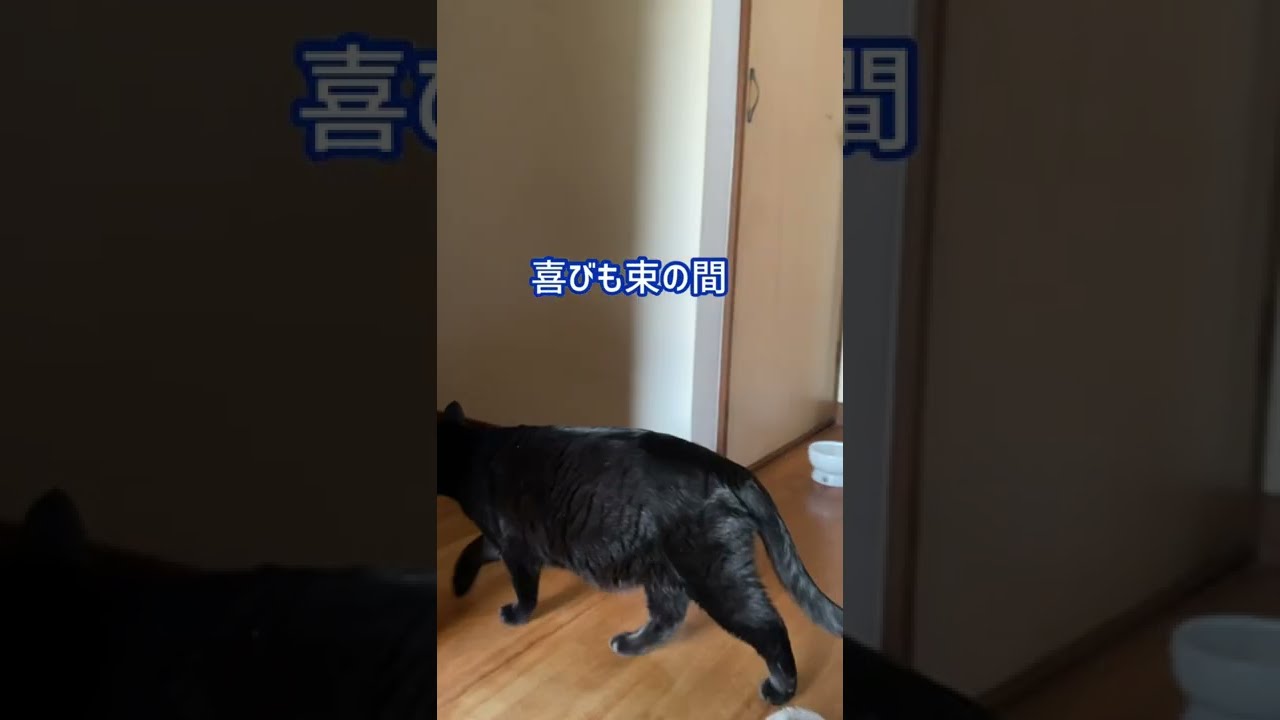 #Shorts　なかなか遊んでくれない黒猫　№345　　日本猫ねこ協会　推し猫グランプリ