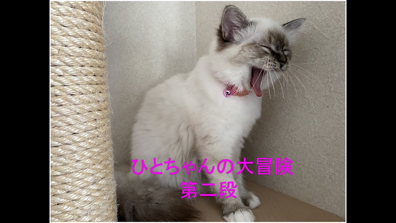 バーマンの子ネコの大冒険　その２