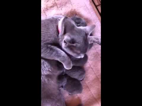 子猫 里親募集 ロシアンブルー