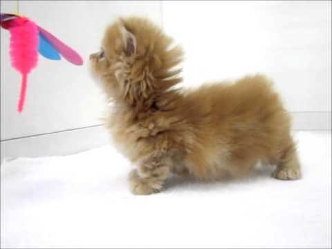 マンチカン♂4 21