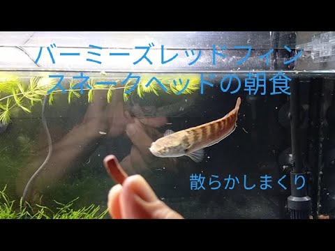 バーミーズレッドフィンスネークヘッド(Snakehead  Channa sp.？)の朝食