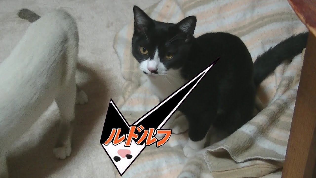突然襲われ続けるスノーシュー猫