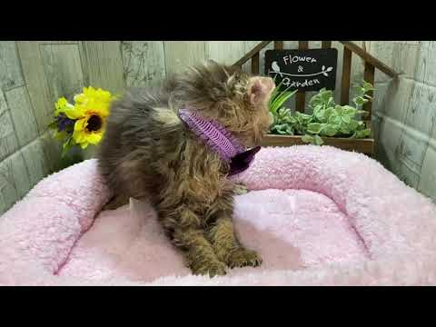 473217 セルカークレックス