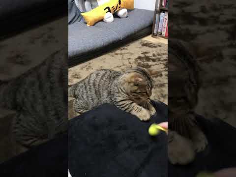 スピード感溢れる子猫がこちら　/キンカロー　マンチカン×アメリカンカール　#Shorts