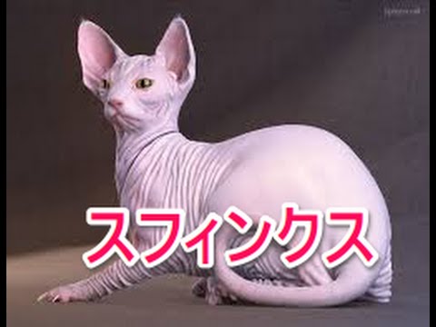 【猫図鑑】スフィンクス
