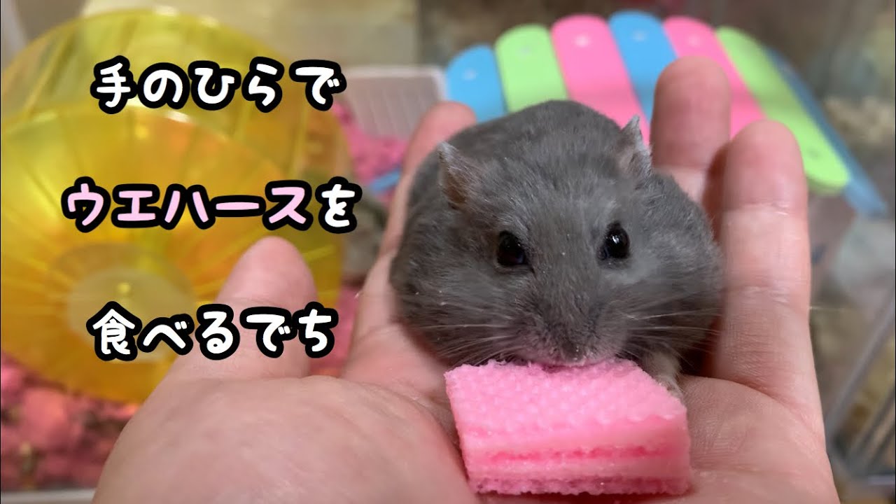 【ロシアンブルー】かわいいハムスターが手のひらでプチキューブを食べる