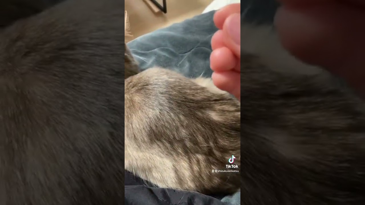 エンドレス抜け毛。#はじめての　#換毛期 #量に驚愕　#ソマリ #猫 #cat #somali