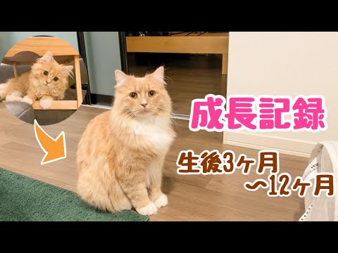 【祝1歳】大型猫サイベリアン 生後3ヶ月〜1歳までの成長記録