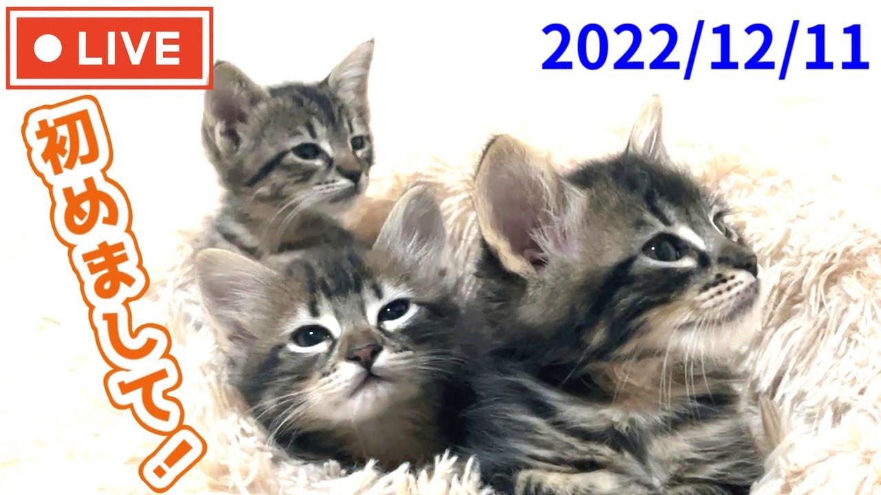 【ライブアーカイブ】子猫達お披露目ライブ中にニワトリが庭に乱入!? -Live - A chicken bursts in during the kitten's unveiling live