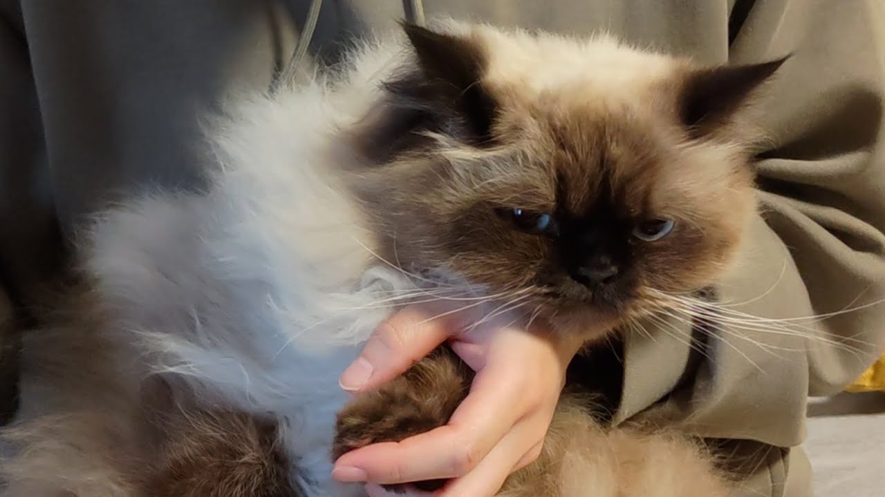 【ヒマラヤン】爪切りされて不機嫌な猫【爪切り】