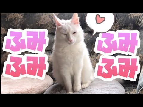 【ふみふみ】ターキッシュアンゴラがふみふみする姿がかわいい♡